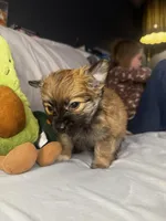 Percy, a male Pomeranian and Pomchi for sale in Villa Rica, GA – Photo 7 of 10