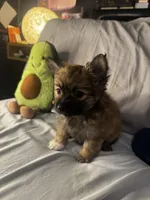 Percy, a male Pomeranian and Pomchi for sale in Villa Rica, GA – Photo 5 of 10