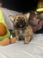 Percy, a male Pomeranian and Pomchi for sale in Villa Rica, GA – Photo 2 of 10