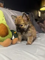 Percy, a male Pomeranian and Pomchi for sale in Villa Rica, GA – Photo 9 of 10