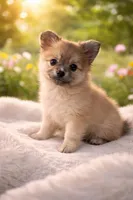 Penelope , a female Pomeranian for sale in Villa Rica, GA – Photo 1 of 4