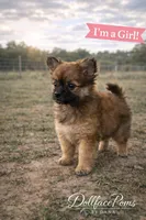 Piper, a female Pomeranian for sale in Villa Rica, GA – Photo 4 of 4