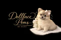 Percy, a male Pomeranian for sale in Villa Rica, GA – Photo 4 of 4