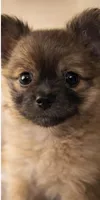 Percy, a male Pomeranian for sale in Villa Rica, GA – Photo 2 of 4
