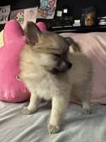 Penelope , a female Pomeranian and Pomchi for sale in Villa Rica, GA – Photo 9 of 10