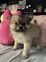 Penelope , a female Pomeranian and Pomchi for sale in Villa Rica, GA – Photo 1 of 10