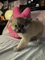 Penelope , a female Pomeranian and Pomchi for sale in Villa Rica, GA – Photo 5 of 10