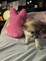 Penelope , a female Pomeranian and Pomchi for sale in Villa Rica, GA – Photo 10 of 10