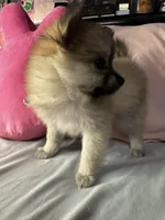 Penelope , a female Pomeranian and Pomchi for sale in Villa Rica, GA – Photo 3 of 10