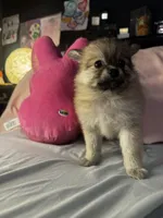 Penelope , a female Pomeranian and Pomchi for sale in Villa Rica, GA – Photo 2 of 10