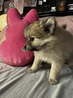 Penelope , a female Pomeranian and Pomchi for sale in Villa Rica, GA – Photo 6 of 10