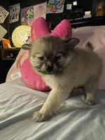 Penelope , a female Pomeranian and Pomchi for sale in Villa Rica, GA – Photo 7 of 10