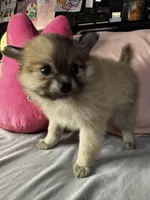 Penelope , a female Pomeranian and Pomchi for sale in Villa Rica, GA – Photo 8 of 10