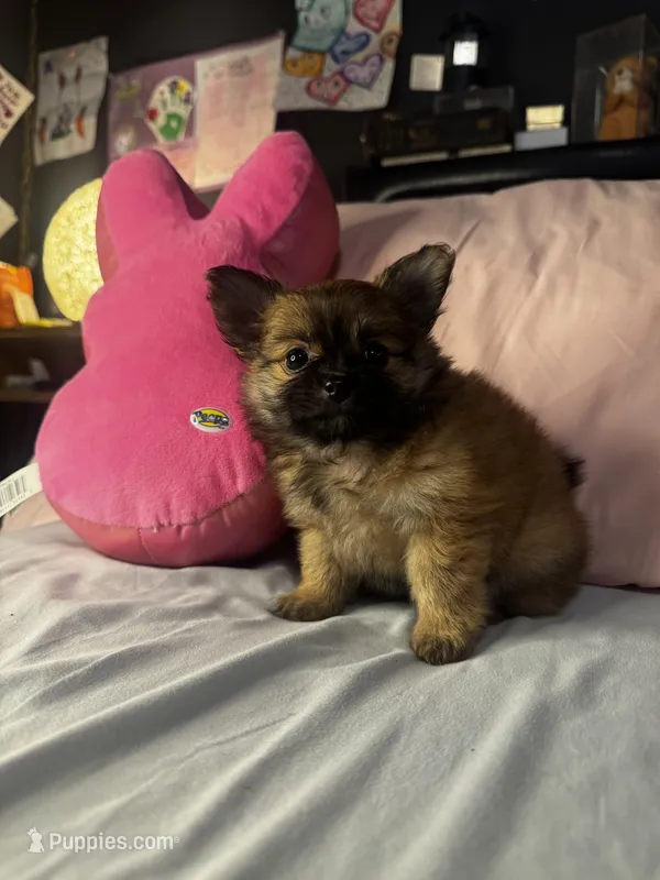 Poppie – Pomeranian, Pomchi puppy for sale in Villa Rica, GA