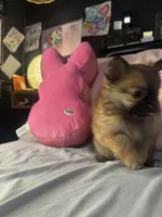 Poppie, a female Pomeranian and Pomchi for sale in Villa Rica, GA – Photo 3 of 9