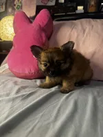 Poppie, a female Pomeranian and Pomchi for sale in Villa Rica, GA – Photo 5 of 9