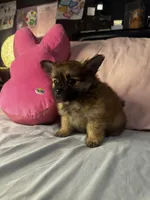 Poppie, a female Pomeranian and Pomchi for sale in Villa Rica, GA – Photo 2 of 9