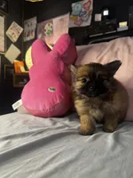 Poppie, a female Pomeranian and Pomchi for sale in Villa Rica, GA – Photo 8 of 9