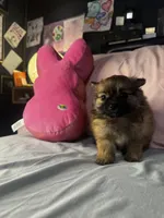 Poppie, a female Pomeranian and Pomchi for sale in Villa Rica, GA – Photo 9 of 9