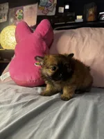 Poppie, a female Pomeranian and Pomchi for sale in Villa Rica, GA – Photo 4 of 9