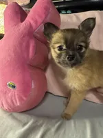 PIPER, a female Pomeranian and Pomchi for sale in Villa Rica, GA – Photo 3 of 7