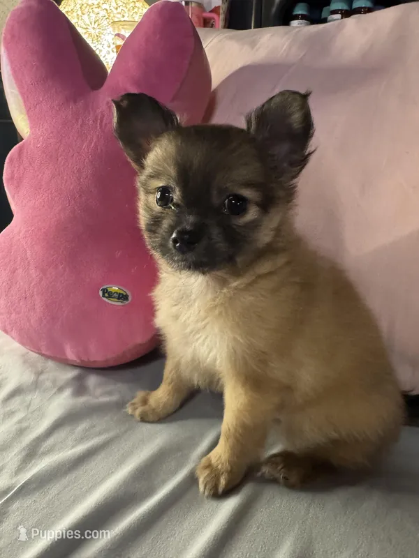 PIPER – Pomeranian, Pomchi puppy for sale in Villa Rica, GA