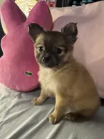 PIPER, a female Pomeranian and Pomchi for sale in Villa Rica, GA – Photo 1 of 7