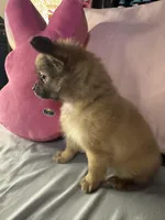PIPER, a female Pomeranian and Pomchi for sale in Villa Rica, GA – Photo 2 of 7