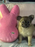 PIPER, a female Pomeranian and Pomchi for sale in Villa Rica, GA – Photo 6 of 7