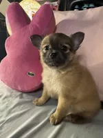 PIPER, a female Pomeranian and Pomchi for sale in Villa Rica, GA – Photo 5 of 7