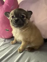 PIPER, a female Pomeranian and Pomchi for sale in Villa Rica, GA – Photo 4 of 7