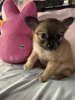 PIPER, a female Pomeranian and Pomchi for sale in Villa Rica, GA – Photo 7 of 7