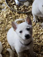 Tom, a male German Shepherd Dog for sale in Grand Prairie, TX – 3 of 5