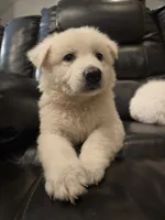 Sophia, Dallas , a female White Shepherd for sale in Dallas, TX – 6 of 10
