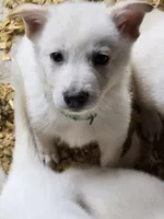 Tom, a male German Shepherd Dog for sale in Grand Prairie, TX – 5 of 5