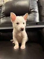 Tom , a male German Shepherd Dog for sale in Grand Prairie, TX – 4 of 5