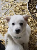 Tom, a male German Shepherd Dog for sale in Grand Prairie, TX – 1 of 5