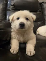 Sophia, Dallas , a female White Shepherd for sale in Dallas, TX – 5 of 10
