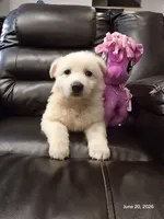 Tom, Dallas , a male White Shepherd for sale in Dallas, TX – 2 of 6