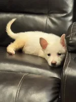 Tom , a male German Shepherd Dog for sale in Grand Prairie, TX – 3 of 5
