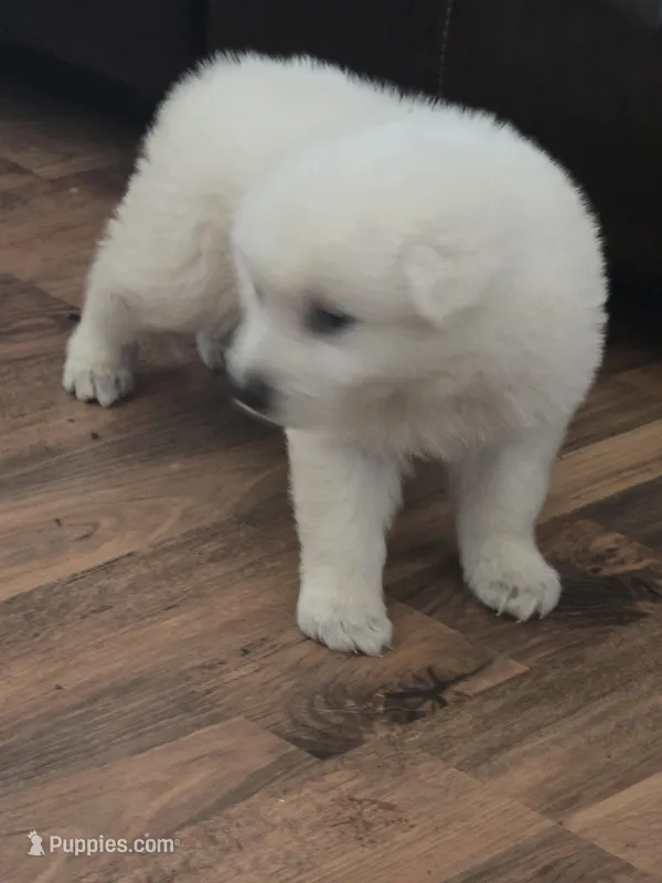 Alex – German Shepherd Dog puppy for sale in Arlington, TX