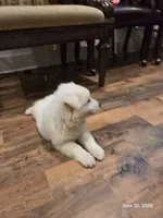 Tom, Dallas , a male White Shepherd for sale in Dallas, TX – 4 of 6