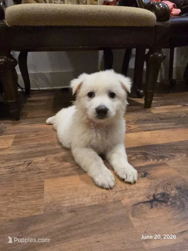 Tom, Dallas  – White Shepherd puppy for sale in Dallas, TX