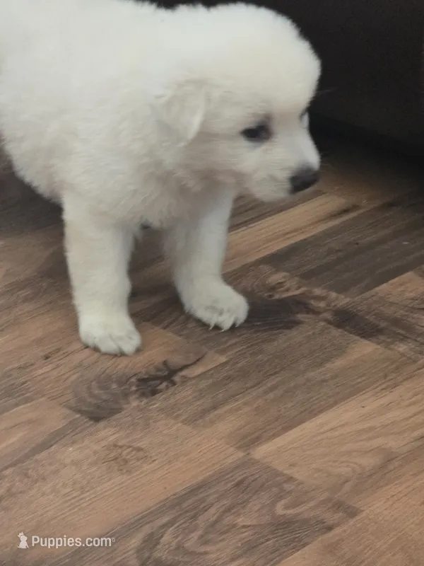 Jasmine – German Shepherd Dog puppy for sale in Arlington, TX