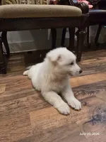 Tom, Dallas , a male White Shepherd for sale in Dallas, TX – 6 of 6