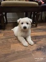 Sophia, Dallas , a female White Shepherd for sale in Dallas, TX – 8 of 10