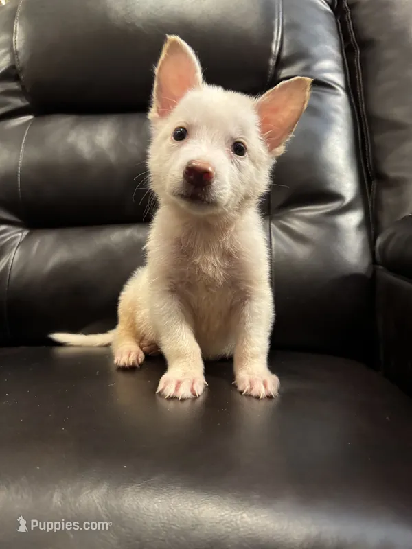 Tom  – German Shepherd Dog puppy for sale in Grand Prairie, TX