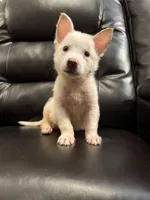 Tom , a male German Shepherd Dog for sale in Grand Prairie, TX – 1 of 5