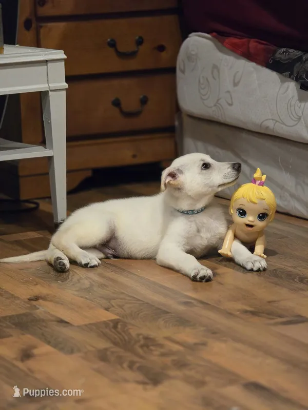 Sophie – German Shepherd Dog puppy for sale in Grand Prairie, TX