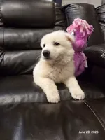 Sophia, Dallas , a female White Shepherd for sale in Dallas, TX – 1 of 10